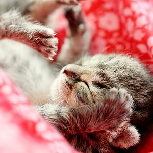 Lille & Fino (c) Sina Jakubzig