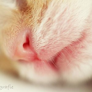 Lille & Fino (c) Sina Jakubzig