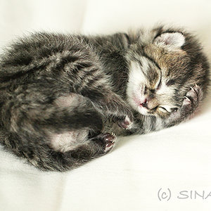 Lille & Fino (c) Sina Jakubzig