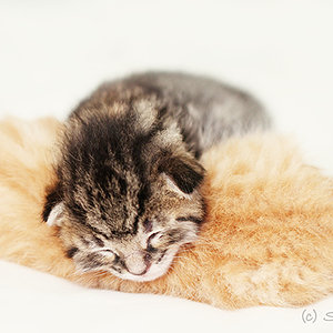 Lille & Fino (c) Sina Jakubzig