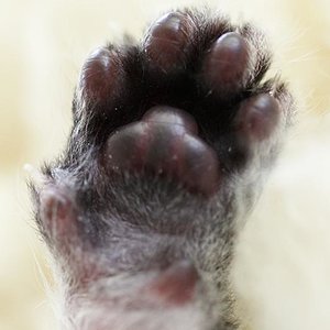 Lille & Fino (c) Sina Jakubzig