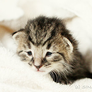 Lille & Fino (c) Sina Jakubzig