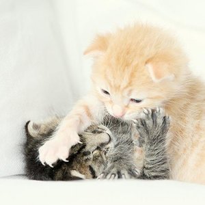 Lille & Fino (c) Sina Jakubzig