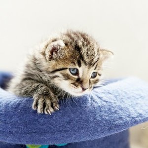 Lille & Fino (c) Sina Jakubzig