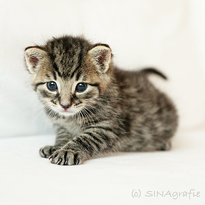 Lille & Fino (c) Sina Jakubzig