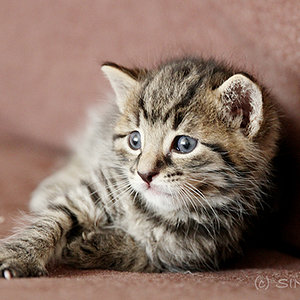 Lille & Fino (c) Sina Jakubzig