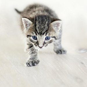 Lille & Fino (c) Sina Jakubzig