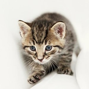 Lille & Fino (c) Sina Jakubzig