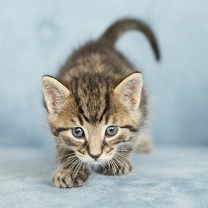 Lille & Fino (c) Sina Jakubzig