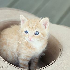 Lille & Fino (c) Sina Jakubzig