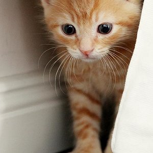 Lille & Fino (c) Sina Jakubzig