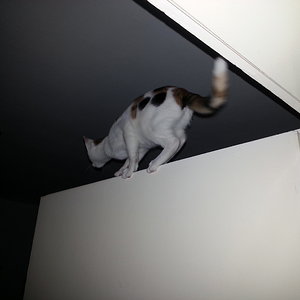 Die Kletterkünstlerin