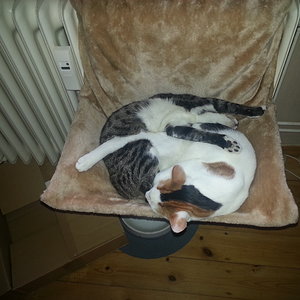 Ein Knäuel, 2 Katzen....