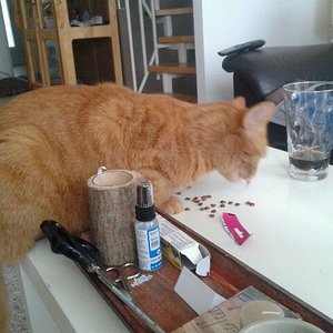 selber Schuld, wenn meine Dosis das Essen auf den Tisch legen