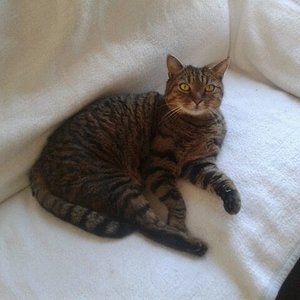 hier bin ich Katze, hier darf ich sein