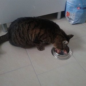 erstes Frischfleisch