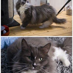 meine alte Dame Josi