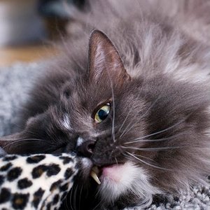 Graf Zahn... leider fehlt der Zahn mittlerweile. Stört sie aber nicht.