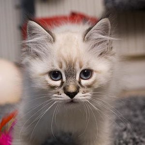 Das Baby zieht ein. Mabel am Tag ihres Einzugs mit 10 Wochen.