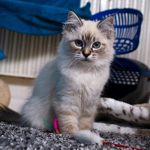 Mabel mit ca. 18 Wochen