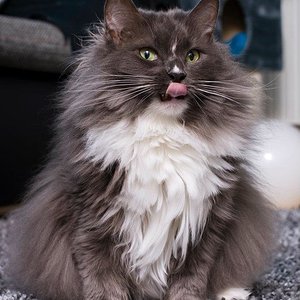 nicht dick... nur flauschig