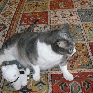 was willst du von mir? spielen? nee...