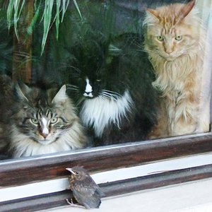 Die drei schwören, dass sie dem Vogelkind nichts getan hätten ;-)