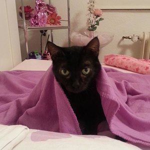 Da liegt neben mir im Bett und gleich wird er wieder zum Kuschelprinz :-)