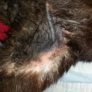 und an ein paar Stellen ist er Wund.