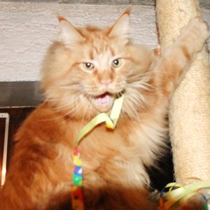 leider ein unscharfer aber glücklicher Leo