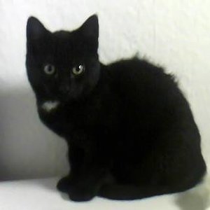 Diesen kleinen Fratz haben wir, als Katzenkumpel für Lucky, aus dem Tierheim geholt.