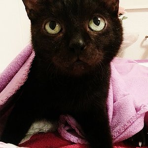 Gestern Abend, da wollte er unbedingt zu mir auf den Schoß :-)