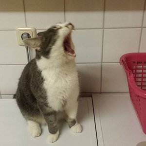 1557480 3780597009825 303292631 n