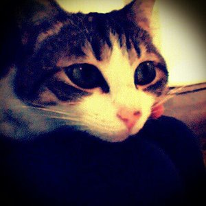 Germany * s next Top-Maja