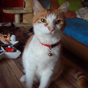 Jack  R.I.P 2013 - 8.2.2014