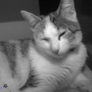 Trixie 2008 - 2009 R.I.P  mein kleines mäußchen <3