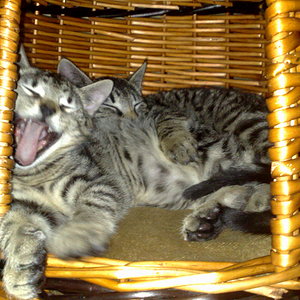 Maya und Thommy 31.01.2014 019