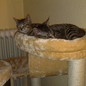 Maya und Thommy 31.01.2014 052