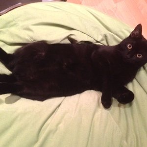 Kuro auf seinem Lieblingssitzsack. 
Eigentlich war der für mich gedacht, um die Füße hochlegen zu können, oder gar mal drauf zu sitzen...