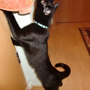 Susi und der Vorhang
06.02.2014