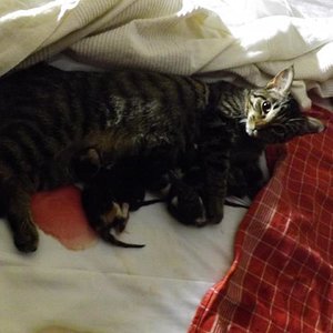 Direkt nach der geburt des 5. Das Blut kam als sie die Plazenta zerkaut hat.