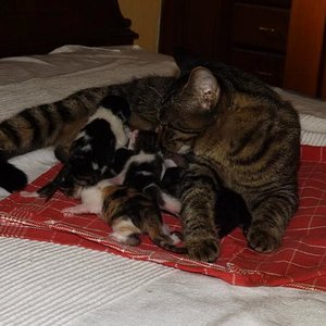 lily und ihre kitten