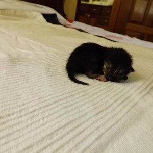 Baghira (Baby Nr. 2, weibl. am 1 Tag nach der Geburt)