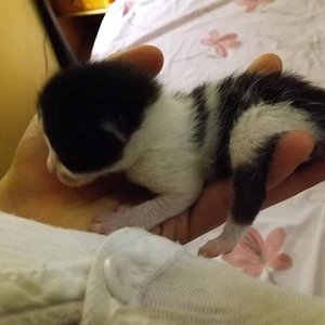 Pinto (Baby Nr. 4, männl. am 2. Tag nach Geburt)