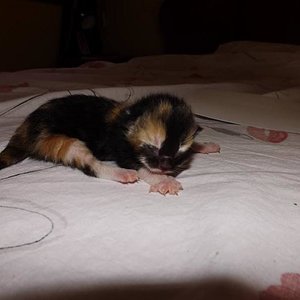 Ñata, 5. und kleinstes Kitten weibl.