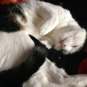 Ariane in ihrer Lieblingsposition