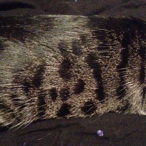 Arianes tolle Punkte und Streifenmuster.