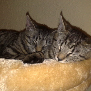 Maya und Thommy bis 18.02.2014 004