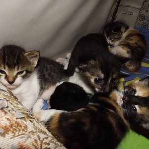 links der tiger, Gallo, im Hintergrund die Erstgeborene Kalee, die dunkle, die wie ein Äffchen aussieht in der Mitte ist Baghira, davor pennt (man sieht ihn kaum) Pinto und ganz rechts die Kleinste: Ñata.