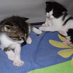 die beiden Jungs der Familie